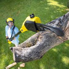 Reliable Mount Sterling, IL Tree Services Solutions