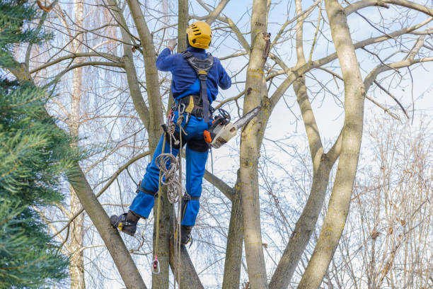 Mulching Services in Mount Sterling, IL