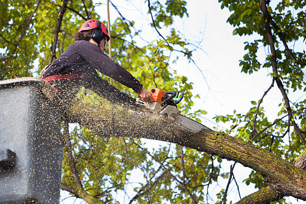 Best Tree Removal  in Mount Sterling, IL