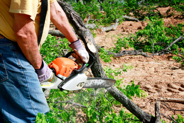 Best Seasonal Cleanup (Spring/Fall)  in Mount Sterling, IL